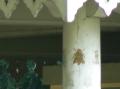  Paris  -  Le Jardin du Luxembourg  - Ecole d arboriculture les ruches d'abeilles 170